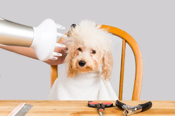 Conceito de pele de cão poodle molhado sendo soprado seco e noivo após o banho no salão — Fotografia de Stock