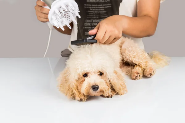 Pele de cão poodle molhada sendo soprada seca e noivo após o banho no salão — Fotografia de Stock