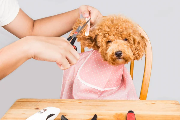 Conceito de pele de cão poodle sendo cortado e preparado no salão — Fotografia de Stock