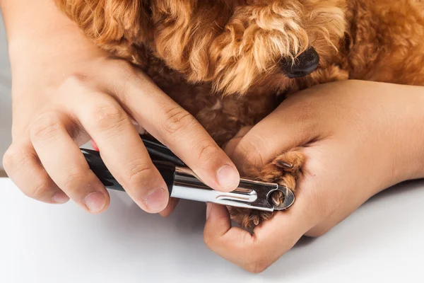 Chiodi di cane essere tagliati e tagliati durante la toelettatura — Foto Stock