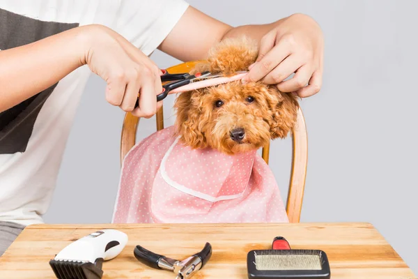 Concept of poodle dog fur being cut and groomed in salon — Stock Photo, Image