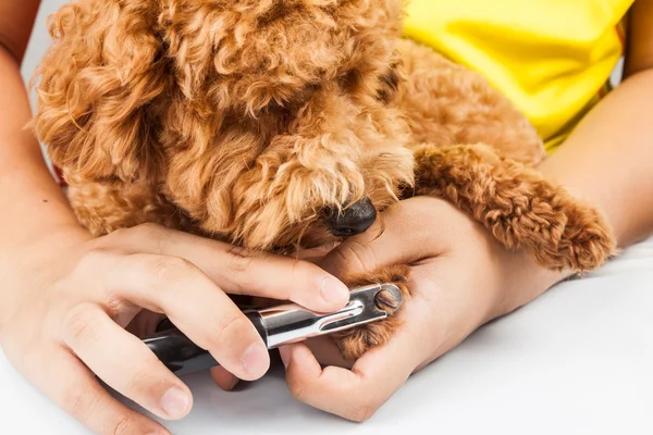 Dog nails being cut and trimmed during grooming — Stock Image Dog nails being cut and trimmed during grooming Stock Picture