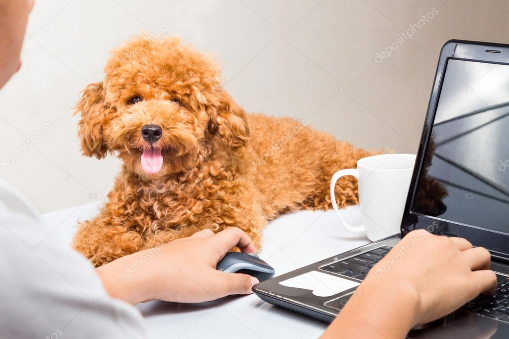 Cute poodle puppy resting on office desk with laptop computer