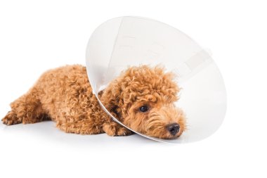 Boynundaki yorgunluk koruyucu koni yaka üzgün kaniş köpek