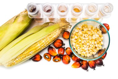 Maze corn and oil palm derived biofuel in test tubes. clipart