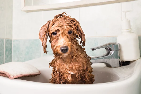 Filhote de cachorro poodle molhado tomando banho na bacia — Fotografia de Stock
