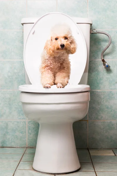 Brinquedo bege inteligente poodle cão pooping em vaso sanitário — Fotografia de Stock