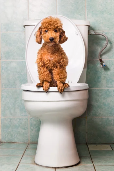 Smart brown toy poodle dog pooping into toilet bowl — Stock Photo, Image