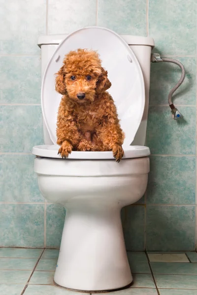 Anjing pudel mainan coklat pintar buang air besar ke dalam mangkuk toilet — Stok Foto