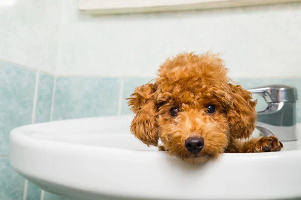 好奇心が強い茶色のプードル子犬の洗面器でお風呂の準備 — ストック写真
