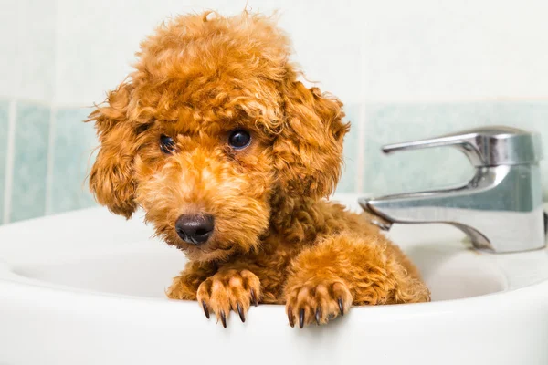 Cachorro poodle marrom curioso se preparando para o banho na bacia — Fotografia de Stock