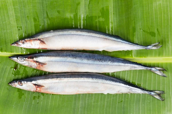 Pesce Sanma giapponese fresco, disponibile solo in determinate stagioni annualmente — Foto Stock