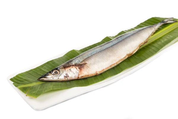 Färsk japanska Sanma fisk, tillgänglig endast under vissa säsongen varje år — Stockfoto