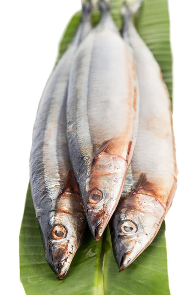 Färsk japanska Sanma fisk, tillgänglig endast under vissa säsongen varje år — Stockfoto