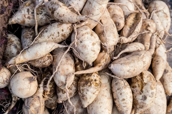 Montón de raíces de batatas de piel amarilla recién cosechadas — Foto de Stock