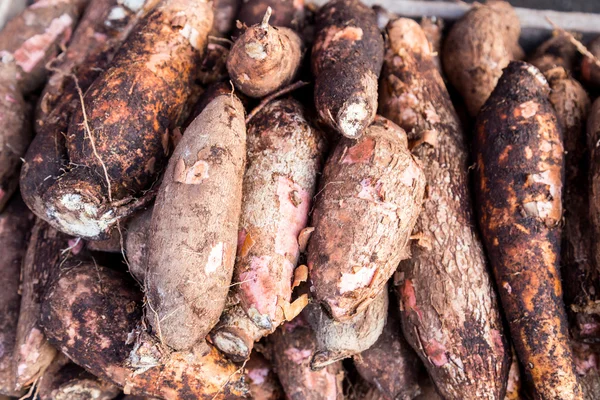 Montones de raíces de tapioca recién cosechadas — Foto de Stock