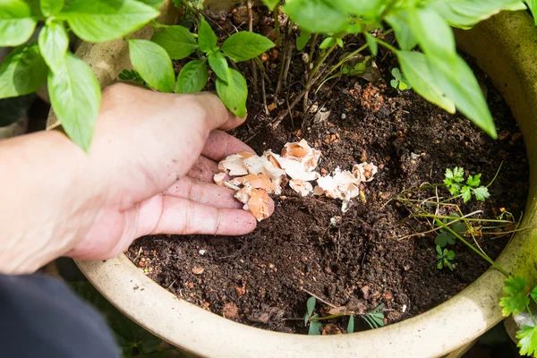 Cáscara de huevo triturada alimentada en maceta planta como fertilizante natural —  Fotos de Stock