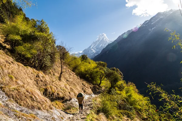 A porter with loads walking a scenic trail towards Mount Machapuchare — Stock Photo, Image