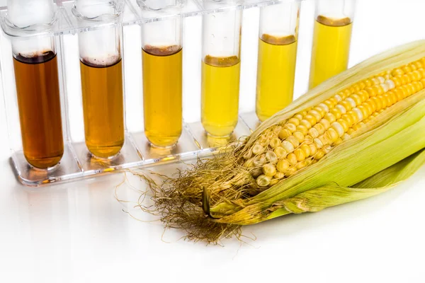 Corn genereras etanol biobränsle med provrör på vit ba — Stockfoto