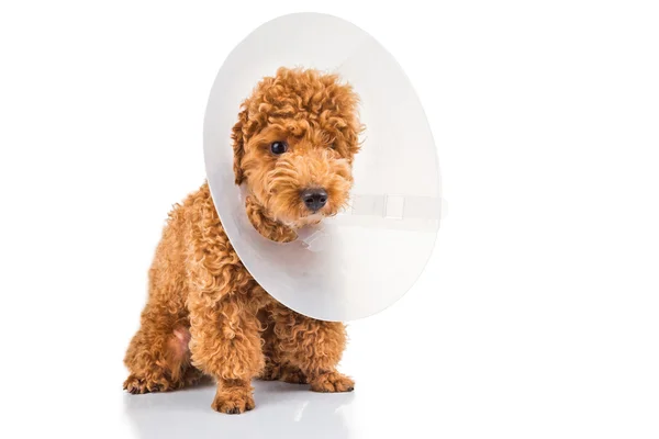 Triest poedel hond het dragen van beschermende kegel kraag op haar hals Rechtenvrije Stockfoto's
