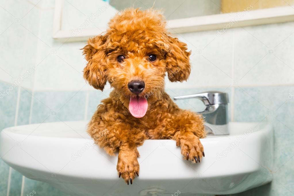 Smiling brown poodle puppy getting ready for bath in basin