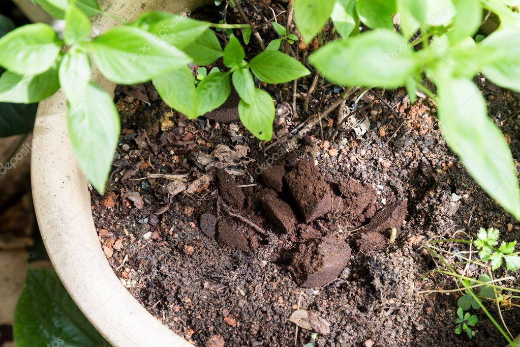 кофейный жмых удобрение. жмых от кофе. кофейная гуща. спитой кофе для огорода. спитой кофе для огорода.