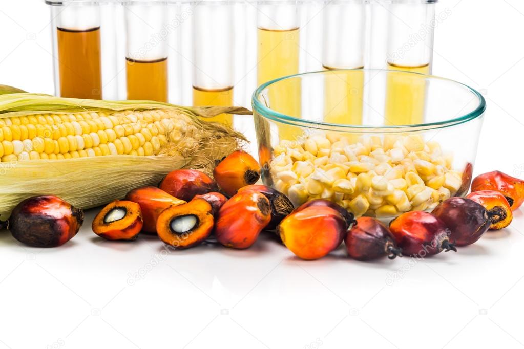 Maze corn and oil palm derived biofuel in test tubes.