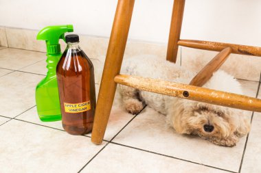 Apple cider vinegar discourage dogs and cats from chewing on fur clipart
