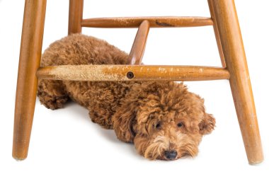 Çok yaramaz köpek çiğnemek ve alıntılar tarafından zarar görmüş ahşap sandalye.