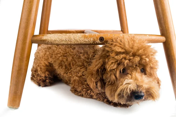 Silla de madera gravemente dañada por el perro travieso masticar y morder . — Foto de Stock