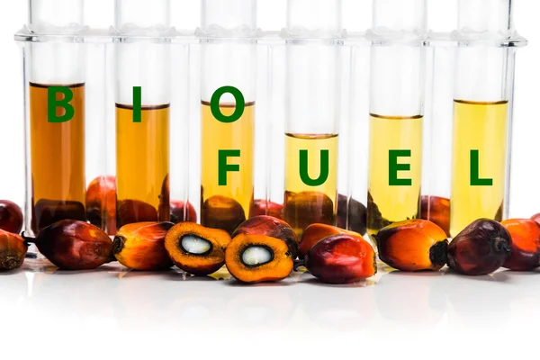 Oljepalmer härrör biodiesel i provrör och biobränsle word — Stockfoto