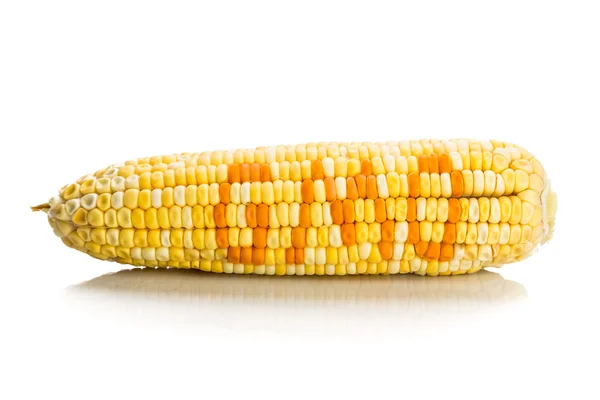 Концепция кукурузы с ГМО на зернах кукурузы — стоковое фото
