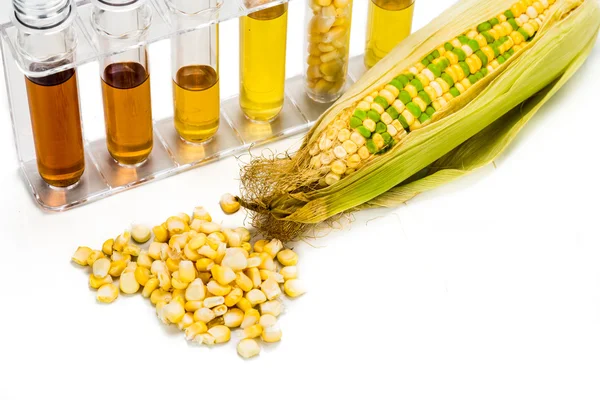 Corn genereras etanol i provrör med biobränsle på majs — Stockfoto