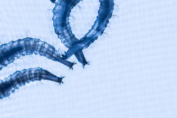 Komáří larvy s modrým pozadím pro osvětlená detailní záběr — Stock fotografie