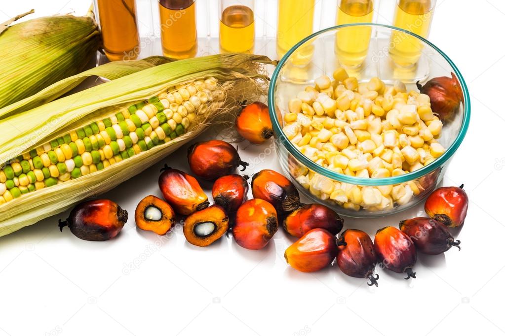 Corn and Oil Palm generated ethanol in test tubes, with BIOFUEL