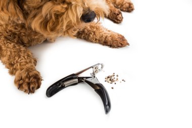 Çivi kırpma makası ve arka plan olarak köpek ile gromming sırasında kısaltıldı