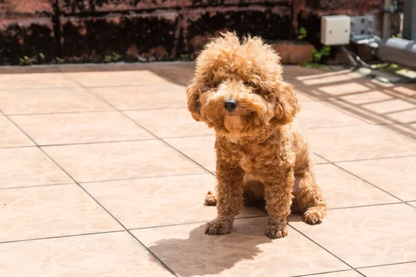 Banho de sol de cão como terapia para aliviar a pele com comichão — Fotografia de Stock