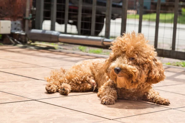 Banho de sol de cão como terapia para aliviar a pele com comichão — Fotografia de Stock