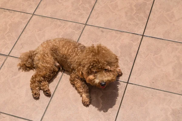 Baño de sol para perros como terapia para aliviar la picazón en la piel — Foto de Stock