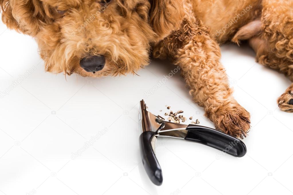 Nails clipped during gromming with clipper and dog as background