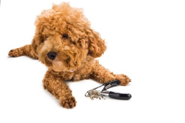 Çivi kırpma makası ve arka plan olarak köpek ile gromming sırasında kısaltıldı