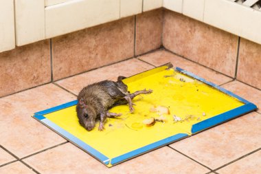 Rat captured on disposable glue trap board on kitchen floor clipart