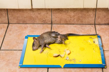 Mutfak katta tek kullanımlık tutkal tuzak gemide yakalanan fare