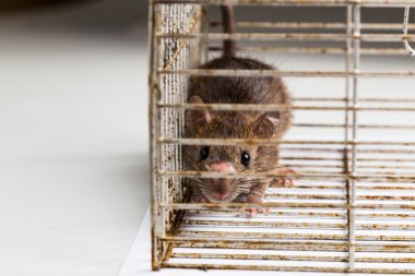 Metal kafes içinde sıkışıp endişeli sıçan yakın çekim 