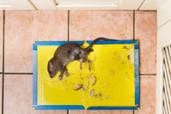 Rat gevangen op wegwerp lijm val bord op de keukenvloer — Stockfoto