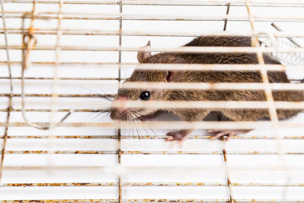 Nærbillede af ængstelig rotte fanget i metalbur - Stock-foto