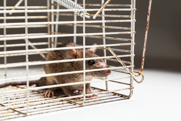 Close up van angstig rat gevangen in metalen kooi — Stockfoto