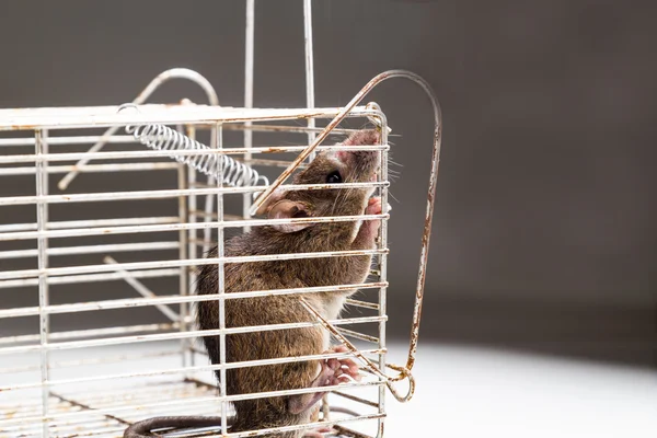 Close up van angstig rat gevangen in metalen kooi — Stockfoto