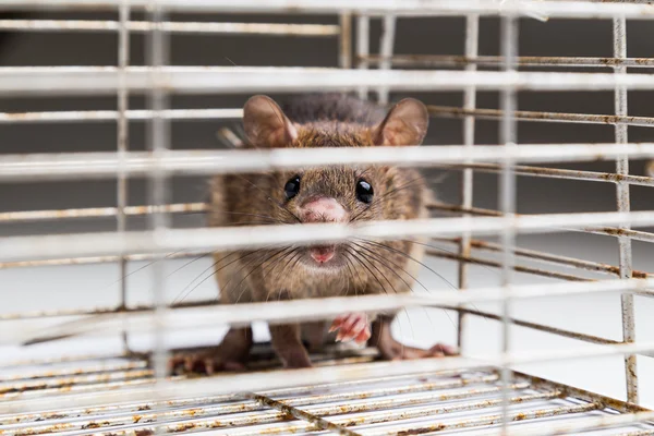 Nærbillede af ængstelig rotte fanget i metalbur - Stock-foto