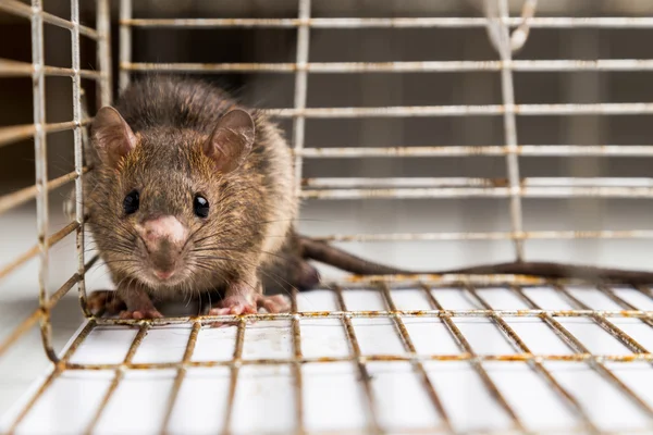 Close up van angstig rat gevangen in metalen kooi — Stockfoto